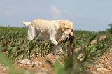 LABRADOR 444